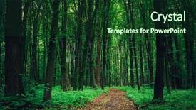  Presentation with beautiful green - PPT layouts featuring woods roots - beautiful green forest background and a tawny brown colored foreground