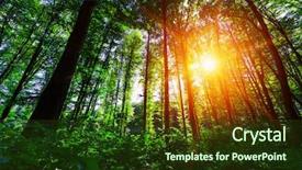  Presentation with beautiful green - Theme consisting of woods roots - beautiful green forest background and a  colored foreground