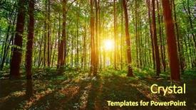  Presentation with beautiful green - Colorful theme enhanced with woods roots - beautiful green forest backdrop and a  colored foreground