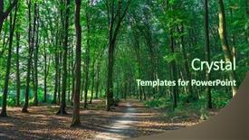  Presentation with beautiful green - Beautiful theme featuring woods roots - beautiful green forest backdrop and a  colored foreground