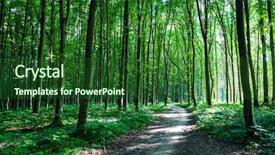  Presentation with beautiful green - Presentation theme enhanced with woods roots - beautiful green forest background and a  colored foreground