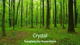  Presentation with green nature - Amazing PPT theme having woods roots - forest trees nature green wood backdrop and a  colored foreground