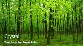  Presentation with woods - Audience pleasing presentation design consisting of woods trees - beautiful green forest in spring backdrop and a tawny brown colored foreground