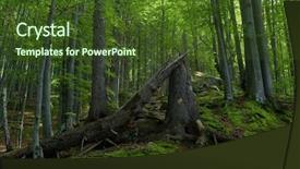  Presentation with beautiful of bamboo forest - Amazing slide deck having woods trees - forest landscape broken tree beautiful backdrop and a tawny brown colored foreground