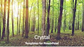  Presentation with forest - Slides with woods trees - panorama of a green summer background and a violet colored foreground