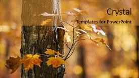  Presentation with sunny fall - Slide deck enhanced with woods trees - trunk and branch of fall background and a  colored foreground