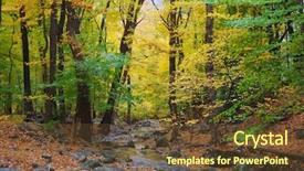  Presentation with woods - Beautiful slides featuring foret - autumn woods with yellow maple backdrop and a tawny brown colored foreground