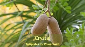  Presentation with growing tree - Colorful theme enhanced with woody - closeup fruit of sausage tree backdrop and a tawny brown colored foreground