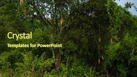  Presentation with tree - Theme having woody - sausage tree in maasai mara background and a  colored foreground