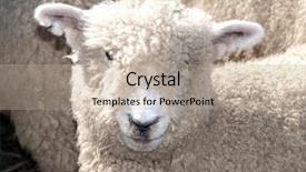  Presentation with sheep - Amazing presentation theme having woolly faced sheep looking towards the camera backdrop and a mint green colored foreground
