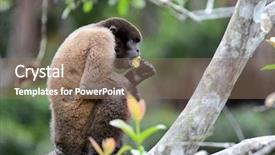  Presentation with rain forest walk way - Amazing presentation design having woolly monkey in the peruvian backdrop and a coral colored foreground