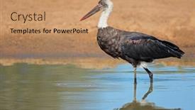  Presentation with south africa - Cool new PPT theme with woolly-necked-stork-ciconia-episcopus backdrop and a coral colored foreground