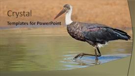  Presentation with south africa - PPT theme having woolly-necked-stork-ciconia-episcopus background and a coral colored foreground