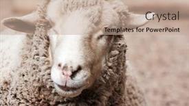  Presentation with zoo - Theme enhanced with woolly sheep in zoo background and a coral colored foreground