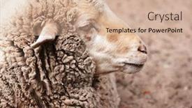  Presentation with zoo - PPT layouts having woolly sheep in zoo background and a coral colored foreground