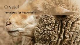  Presentation with zoo - PPT layouts featuring woolly sheep in zoo background and a coral colored foreground