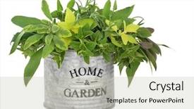 Presentation with oregano - Cool new theme with words home and garden backdrop and a mint green colored foreground