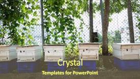  Presentation with closeup of bees flying - Presentation theme with work collective - flying busy bees with white background and a violet colored foreground