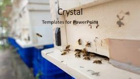  Presentation with collective - Audience pleasing presentation theme consisting of work collective - flying busy bees with white backdrop and a soft green colored foreground