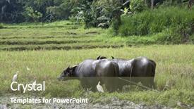  Presentation with paddy field - Cool new PPT layouts with seedling muscles - pair of water buffalo harnessed backdrop and a tawny brown colored foreground