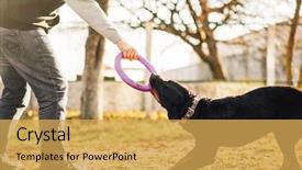  Presentation with police dog - Slide set with work with trained police dog background and a yellow colored foreground