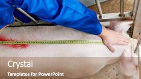  Presentation with pig farm - Amazing PPT theme having worker at agriculture reproduction farm backdrop and a coral colored foreground