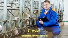  Presentation with pig farm - Audience pleasing presentation consisting of worker at agriculture reproduction farm backdrop and a tawny brown colored foreground