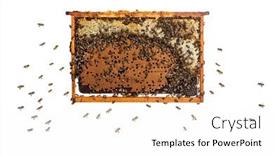  Presentation with worker - Presentation theme enhanced with worker-bees-flying-towards background and a white colored foreground