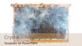  Presentation with frame - PPT theme featuring worker-bees-on-a-hive background and a coral colored foreground