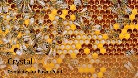  Presentation with honey bee hive - PPT theme consisting of skirting surrounded by 3 load background and a light gray colored foreground