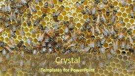 Presentation with honeycomb - Presentation theme with worker bees on honeycomb background and a tawny brown colored foreground