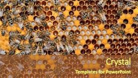  Presentation with bee - Beautiful PPT layouts featuring worker bees on honeycomb backdrop and a tawny brown colored foreground