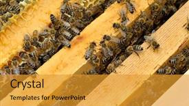  Presentation with honey bee hive - Audience pleasing presentation design consisting of worker bees on honeycomb backdrop and a gold colored foreground