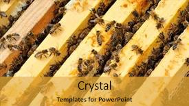  Presentation with bee - Beautiful PPT theme featuring worker bees backdrop and a gold colored foreground