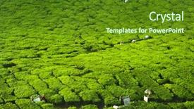  Presentation with cameron highland - Cool new PPT theme with worker harvesting tea in plantation backdrop and a tawny brown colored foreground