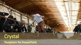  Presentation with dairy - Slides having worker of contemporary cattlefarm taking background and a tawny brown colored foreground