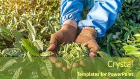  Presentation with tea leaves - Audience pleasing PPT theme consisting of worker-on-tea-planation-woman backdrop and a tawny brown colored foreground