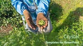  Presentation with tea leaves - Cool new slide deck with worker-on-tea-planation-woman backdrop and a tawny brown colored foreground