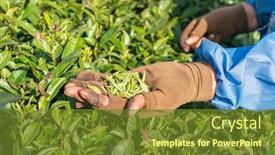  Presentation with tea leaves - PPT theme enhanced with worker-on-tea-planation-woman background and a tawny brown colored foreground