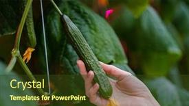  Presentation with worker - Theme featuring worker-s-hand background and a tawny brown colored foreground