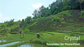  Presentation with rice fields - Beautiful presentation theme featuring workers-in-the-rice-fields and a  colored foreground