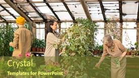  Presentation with diseases - PPT theme consisting of workers-of-greenhouse-spraying-plants background and a tawny brown colored foreground