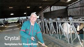  Presentation with barn - Presentation theme having working animals - farmer cleaning barn background and a  colored foreground