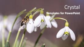  Presentation with snowdrop - Slides featuring working-bee-collecting-pollen background and a dark gray colored foreground