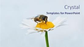  Presentation with chamomile - Slides consisting of working bee on chamomile closeup background and a sky blue colored foreground