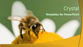 Presentation with chamomile - PPT theme enhanced with working bee on chamomile closeup background and a tawny brown colored foreground