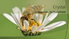  Presentation with bee - PPT layouts featuring working bee on chamomile closeup background and a mint green colored foreground