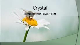  Presentation with chamomile - Colorful PPT theme enhanced with working bee on chamomile closeup backdrop and a sky blue colored foreground