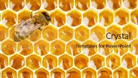  Presentation with cells - Audience pleasing presentation design consisting of working bee on honeycomb cells backdrop and a yellow colored foreground