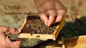  Presentation with honeycomb - Colorful slides enhanced with working-bees-on-honeycomb backdrop and a red colored foreground